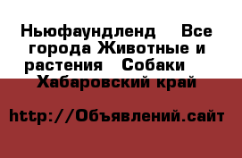 Ньюфаундленд  - Все города Животные и растения » Собаки   . Хабаровский край